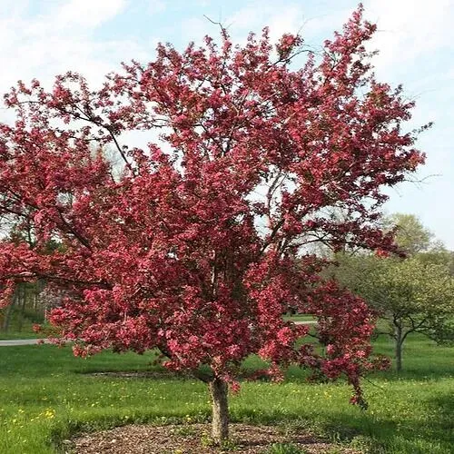 Яблоня Ред Кетти