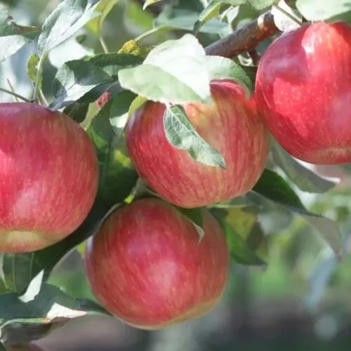 Яблоня Пепин шафранный