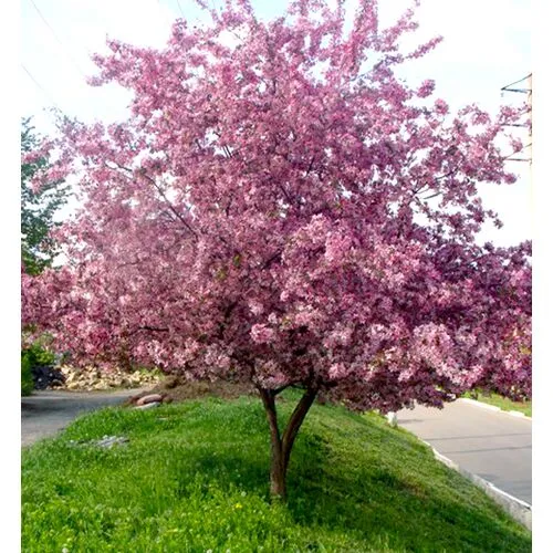 Яблоня Недзвецкого