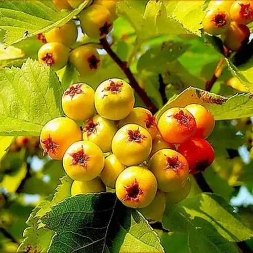 Боярышник Злат