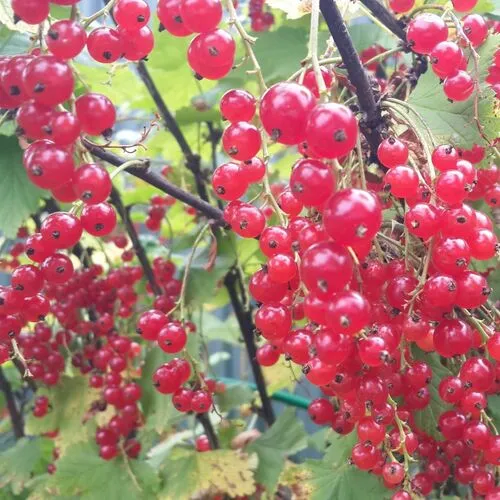 Смородина красная Валентина