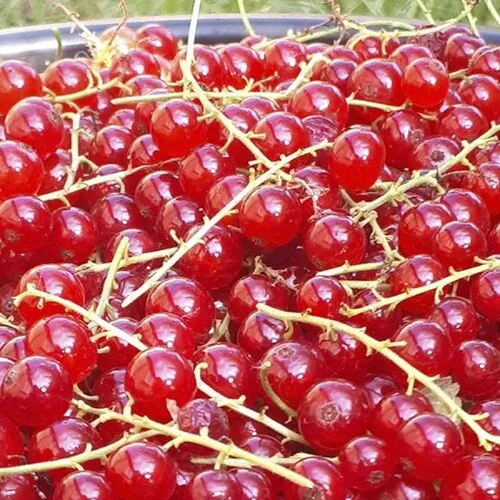 Смородина красная Чародейка