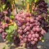 Виноград Анжелика