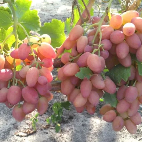 Виноград Анжелика