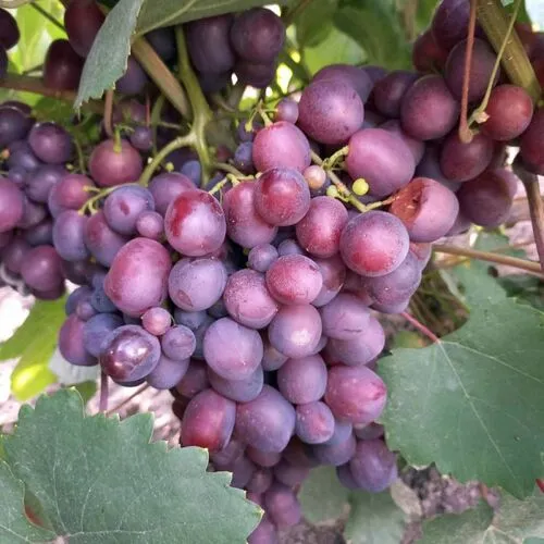 Виноград Памяти Учителя