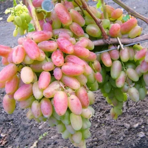 Виноград Юбилей Новочеркасска