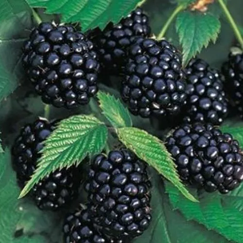 Ежевика Честер Торнлесс