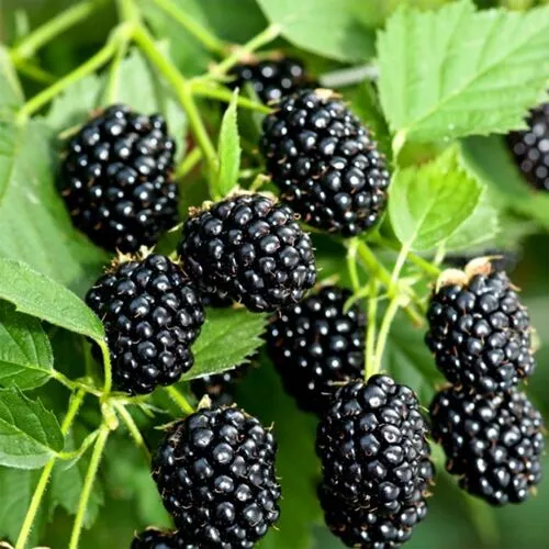 Ежевика Дарроу