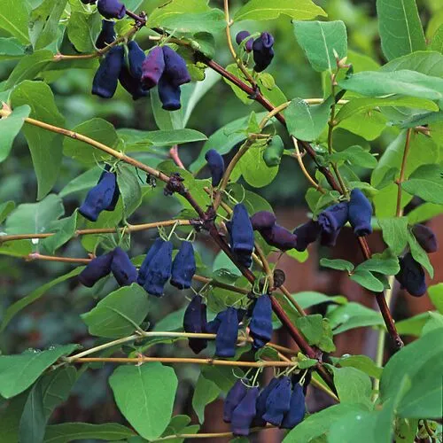 Жимолость Герда