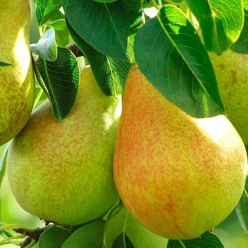 Груша Феерия