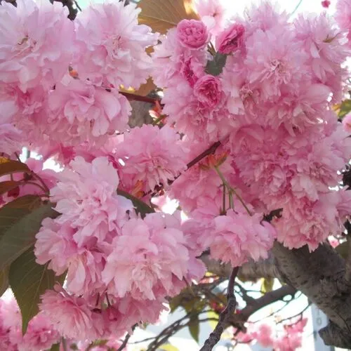 Сакура Канзан