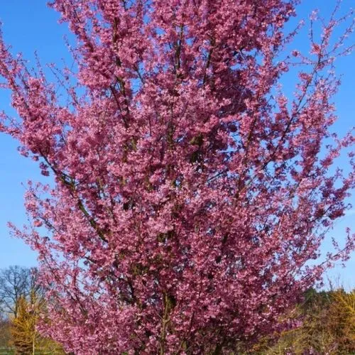 Сакура Паян