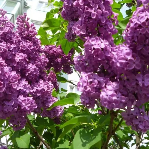 Сирень Академик Курчатов