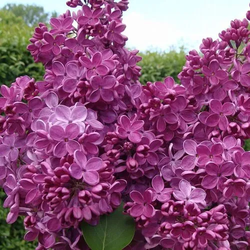 Сирень Знамя Ленина