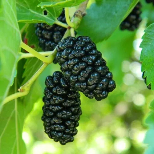 Шелковица Чёрный принц