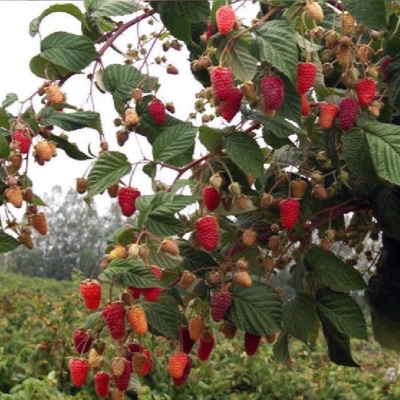 Малиновое дерево Крепыш
