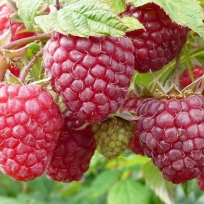 Малина Херитейдж