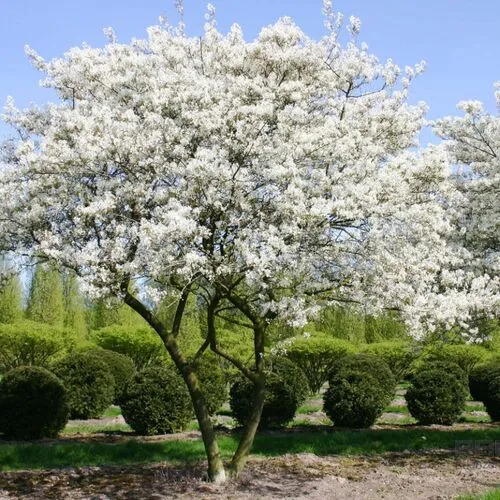 Ирга канадская Ламарка