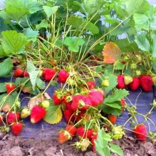 Клубника Альбион