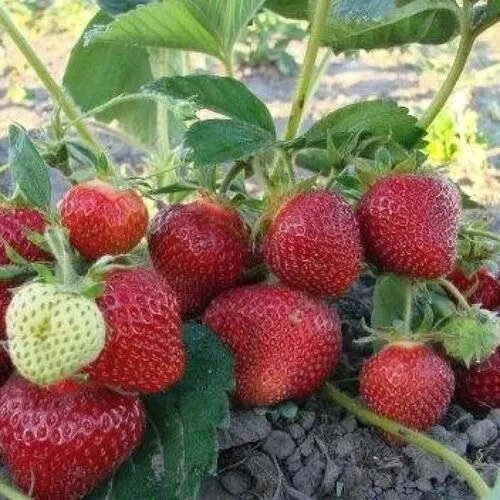 Клубника Мармелада